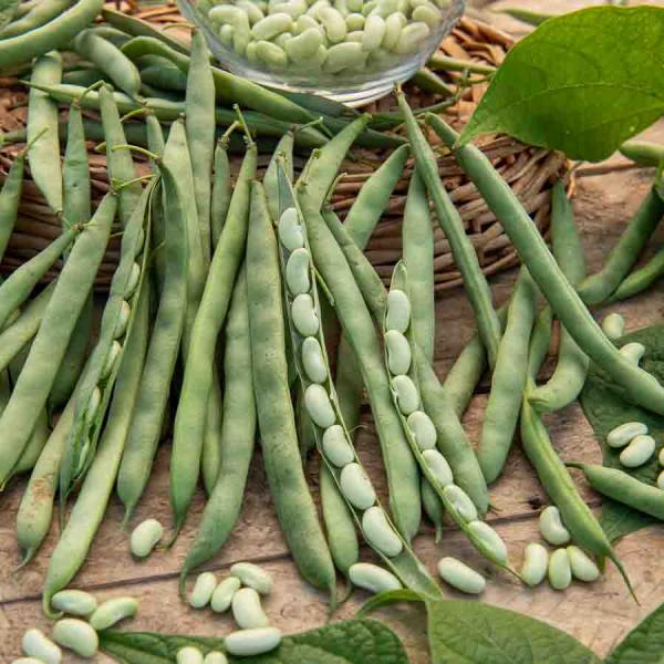 Légumes Secs - Haricot Nain à Ecosser Flavert (type Flageolet) - 20 m - face recto